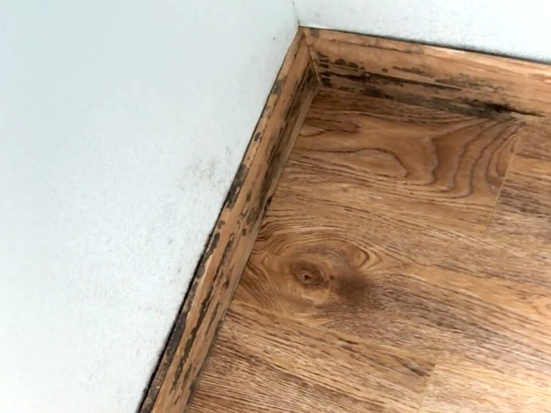 كيفية إزالة العفن من الألواح؟