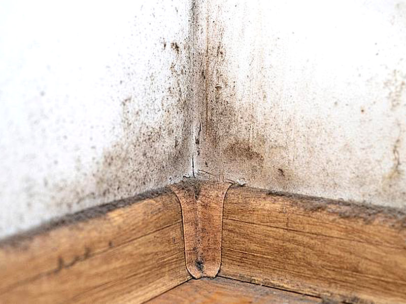 لماذا ينمو العفن على اللوح الأساسي الخاص بي؟